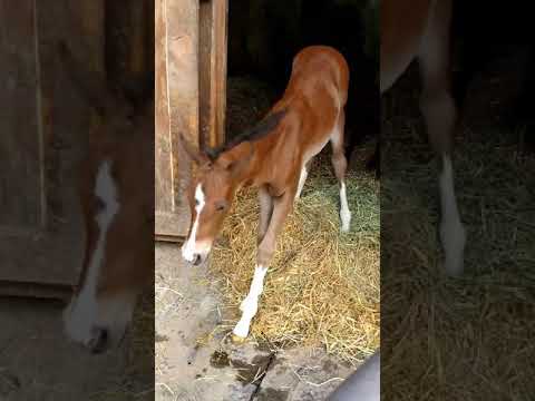 Marjorie&#039;s Girl taking her first steps outdoors. May 2020.