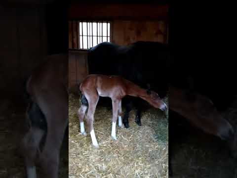 Mama and Marjorie&#039;s Girl -- first video! April 30, 2020