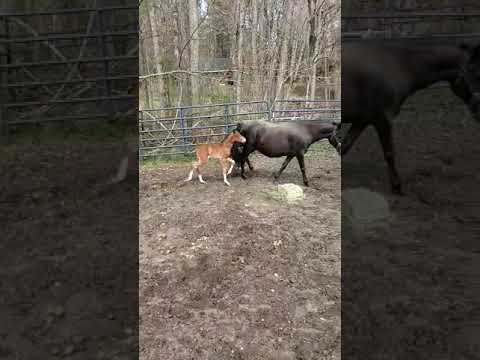 Mama herding Marjorie&#039;s Girl, May 2020