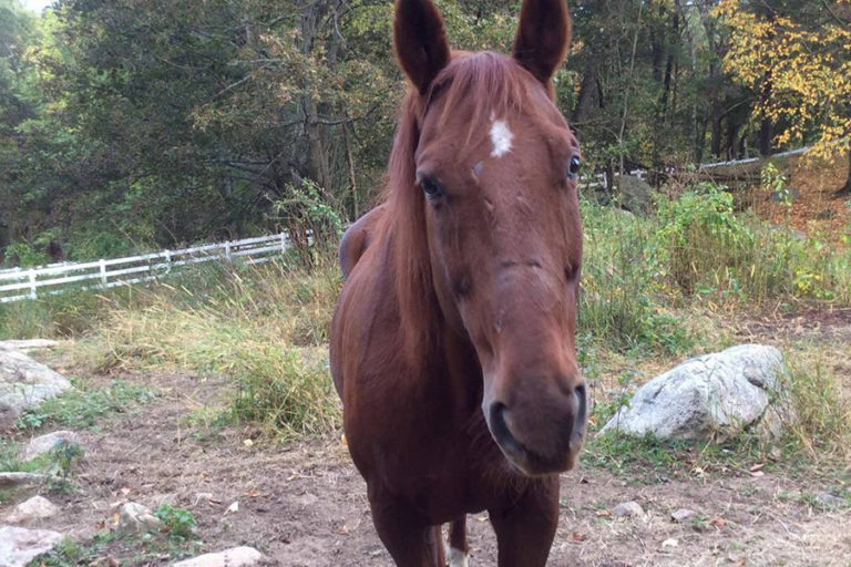 HPF Rescue Horses to Adopt/Lease/Sponsor