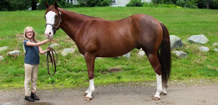 Jack (Horse)