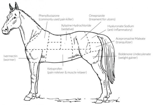 Diagram of horse
