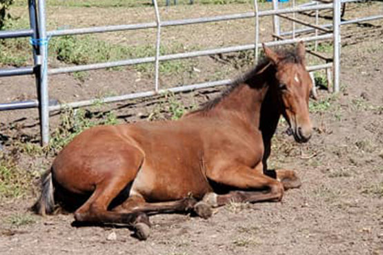 Nugget (horse)