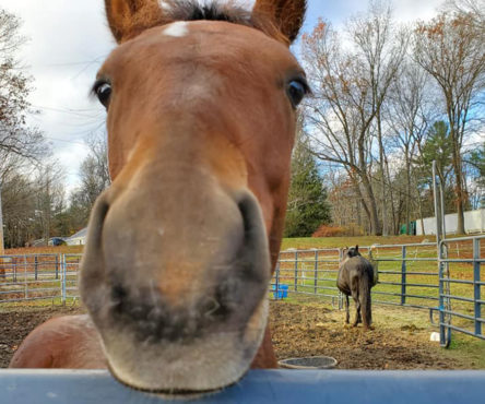 Nugget (horse)