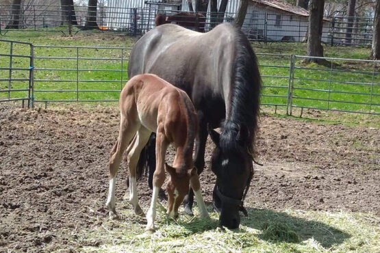 Mama and MJ grazing