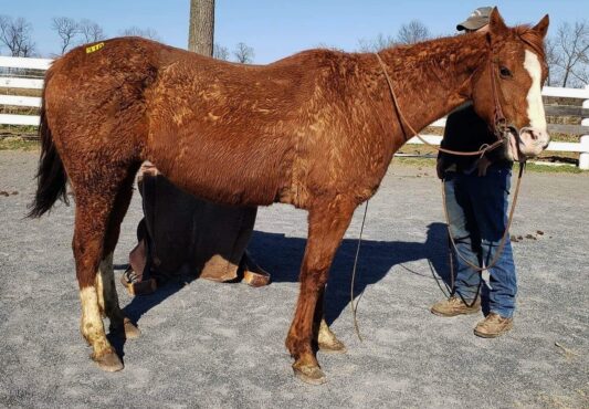 Grace in the kill pen