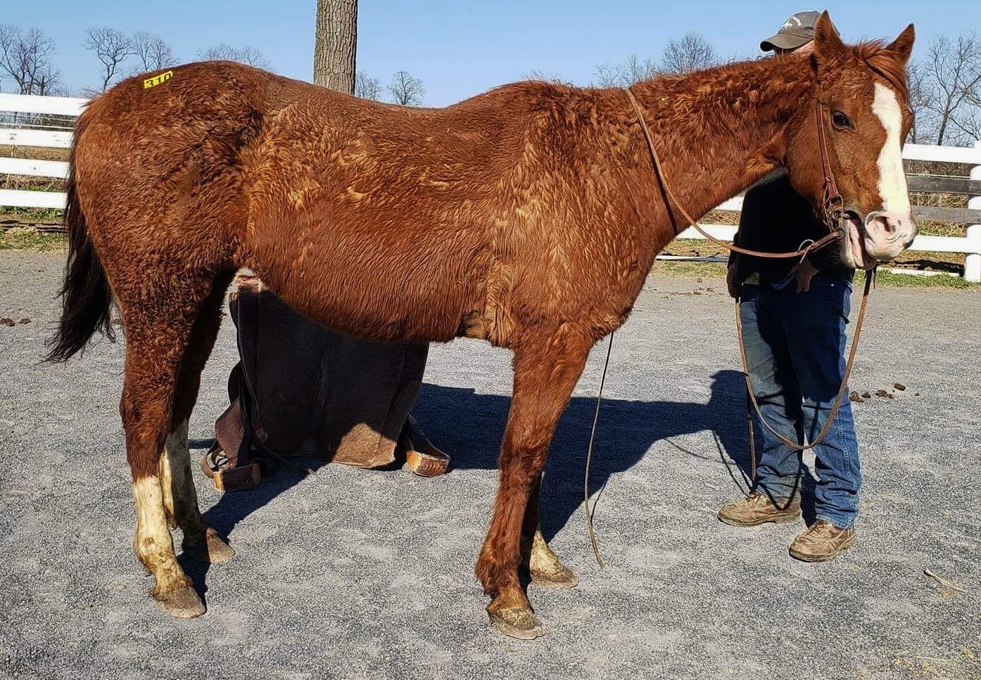 Kerry Quinn-Senger - HIDDEN POND FARM EQUINE RESCUE