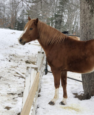 Tucker at the Rescue