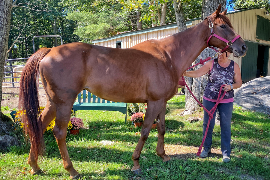 HPF Rescue Horses to Adopt/Lease/Sponsor