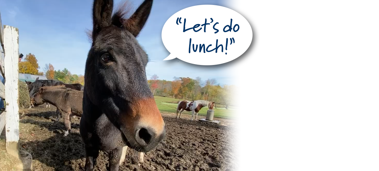 Let's do lunch! Hay Campaign