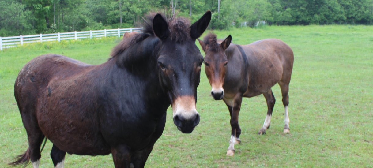 Pony Mules at HPF